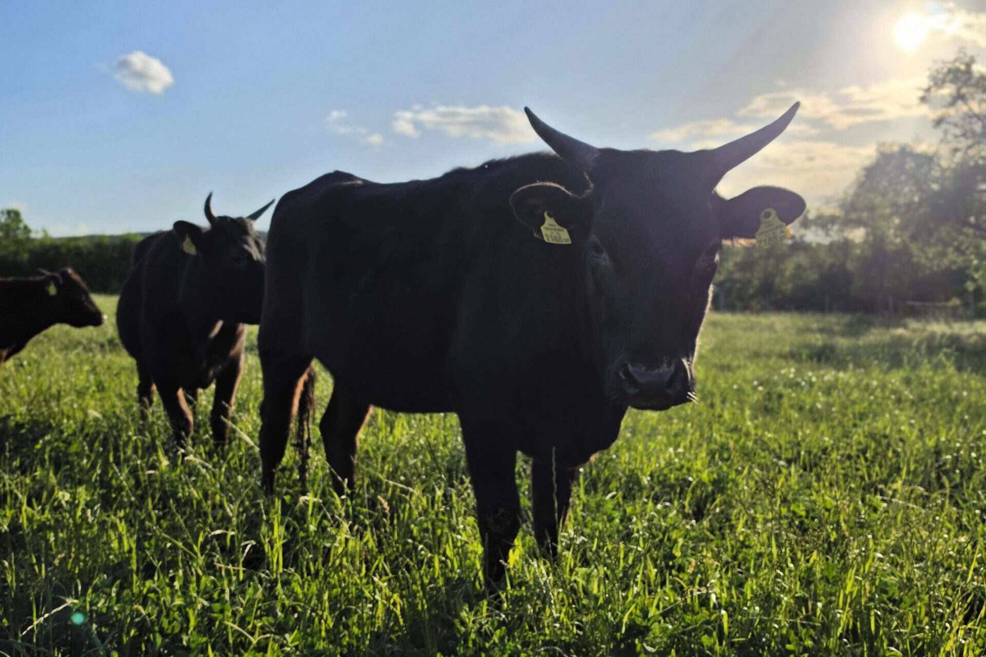 Verkaufsstart bei waldviertler-wagyu.at